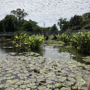 Garfield Park Conservatory, July 22, 2019