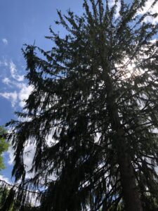 Little wolf Wisconsin, August 24, 2019