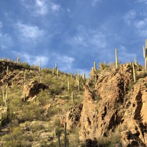 Tucson Saguaro National Monument Arizona, February 20, 2020