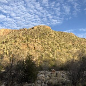 Tucson Saguaro National Monument Arizona, February 20, 2020