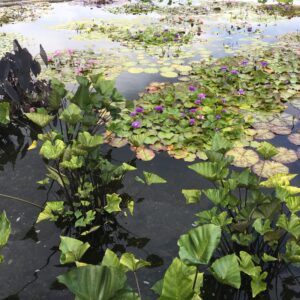 Margot Harrington, Garfield Park Conservatory, September 3, 2018
