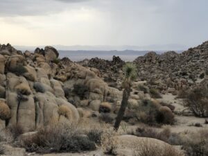 Joshua Tree, July 25, 2021