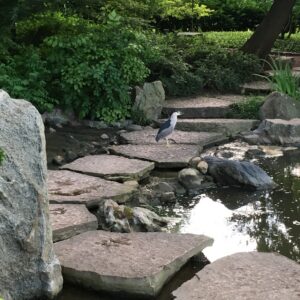 Japanese garden Hyde Park, July 16, 2018