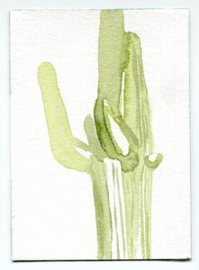 Nazafarin Lofti, Tucson Saguaro National Monument Arizona, February 20, 2020
