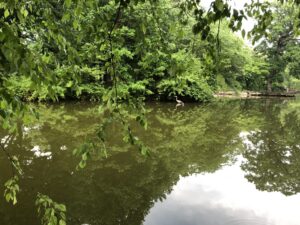 Gompers Park, June 20, 2021