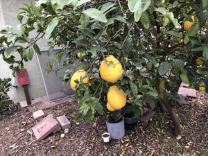 Pam's backyard LA, March 4, 2022