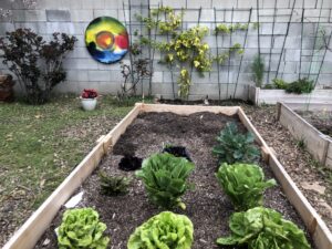 Pam's backyard LA, March 4, 2022