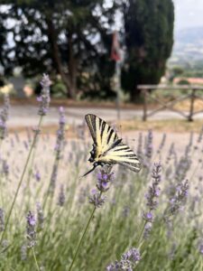 Monte Castello di Vibio Italy, June 25, 2022