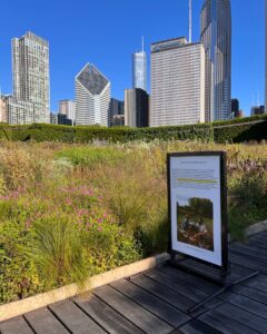 Lurie Garden, Chicago, August 27, 2022