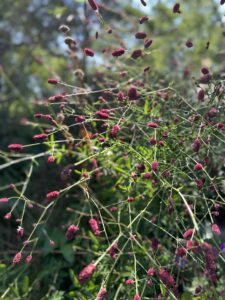 Lurie Garden, Chicago, August 27, 2022