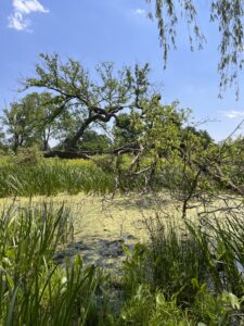 Humboldt Park, May 23, 2024