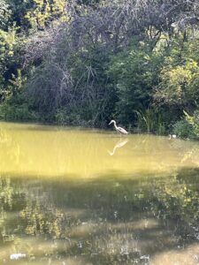 North Pond, Lincoln Park, August 23, 2024