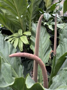 Garfield Park Conservatory, February 6, 2026